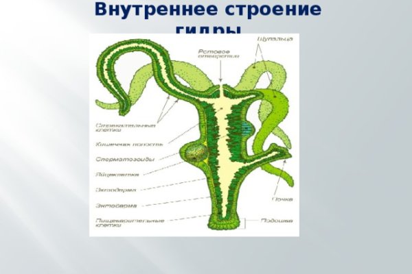 Как найти kraken